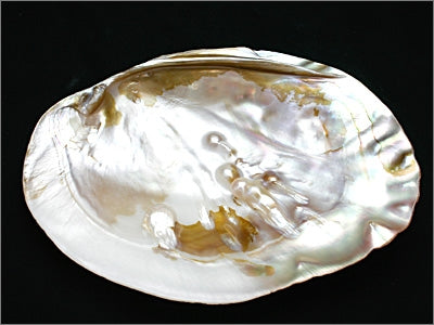 パールシェル(アソート)【5個】